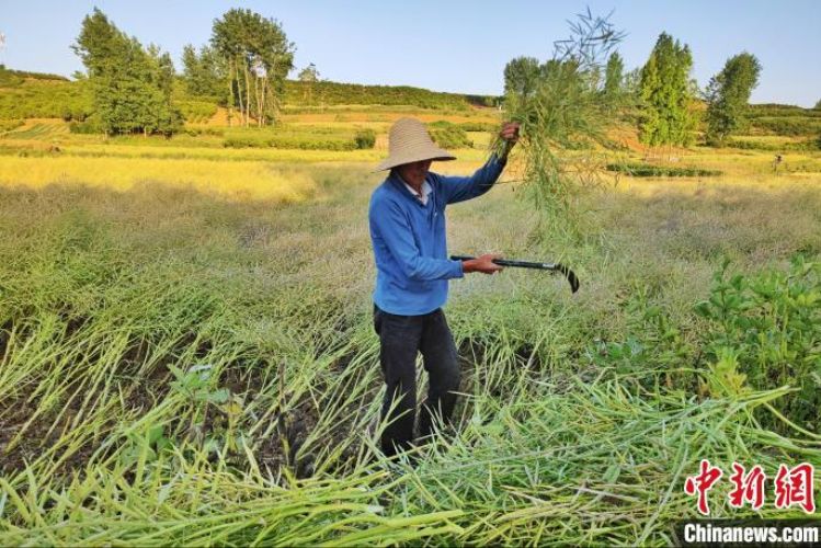 欧洲时报–欧时网-欧时大参-中国多地进入夏收期 农民在田野上收获希望