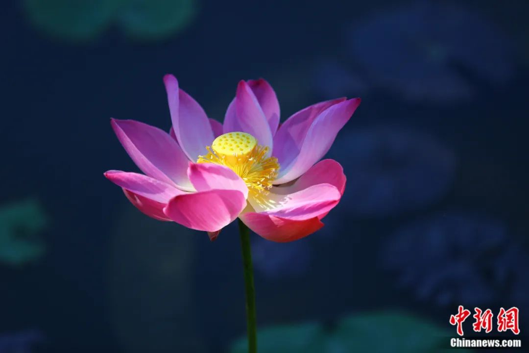 La fleur de lotus, symbole de paix et d'harmonie pour les Chinois