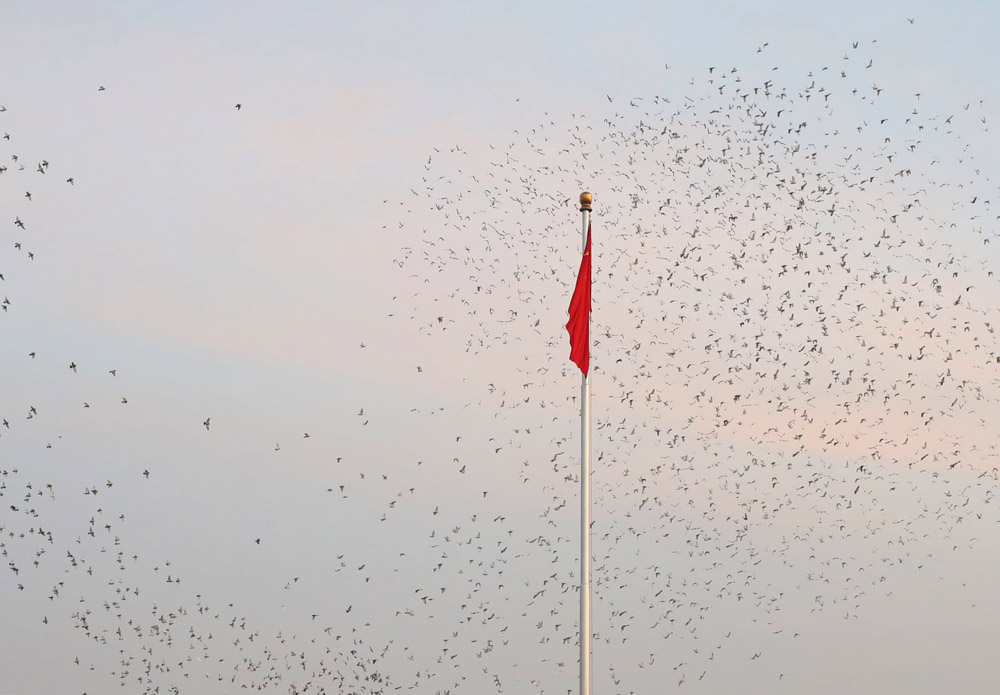 2022年1月1日,和平鸽飞过北京天安门广场上空.