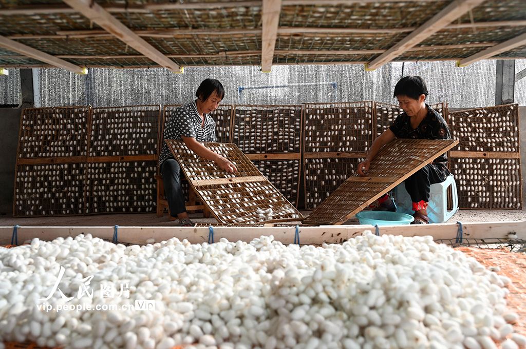欧洲时报–欧时网-欧时大参-四川内江：多批次养蚕助农增收