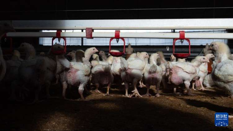 西班牙实施全国家禽圈养措施遏制禽流感蔓延