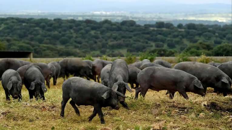 西班牙猪肉出口因发现非洲猪瘟病例受阻