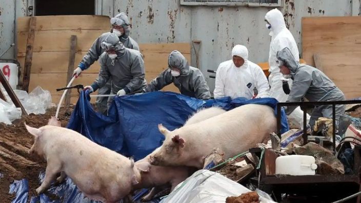 西班牙：严防非洲猪瘟病毒进入商业养猪场