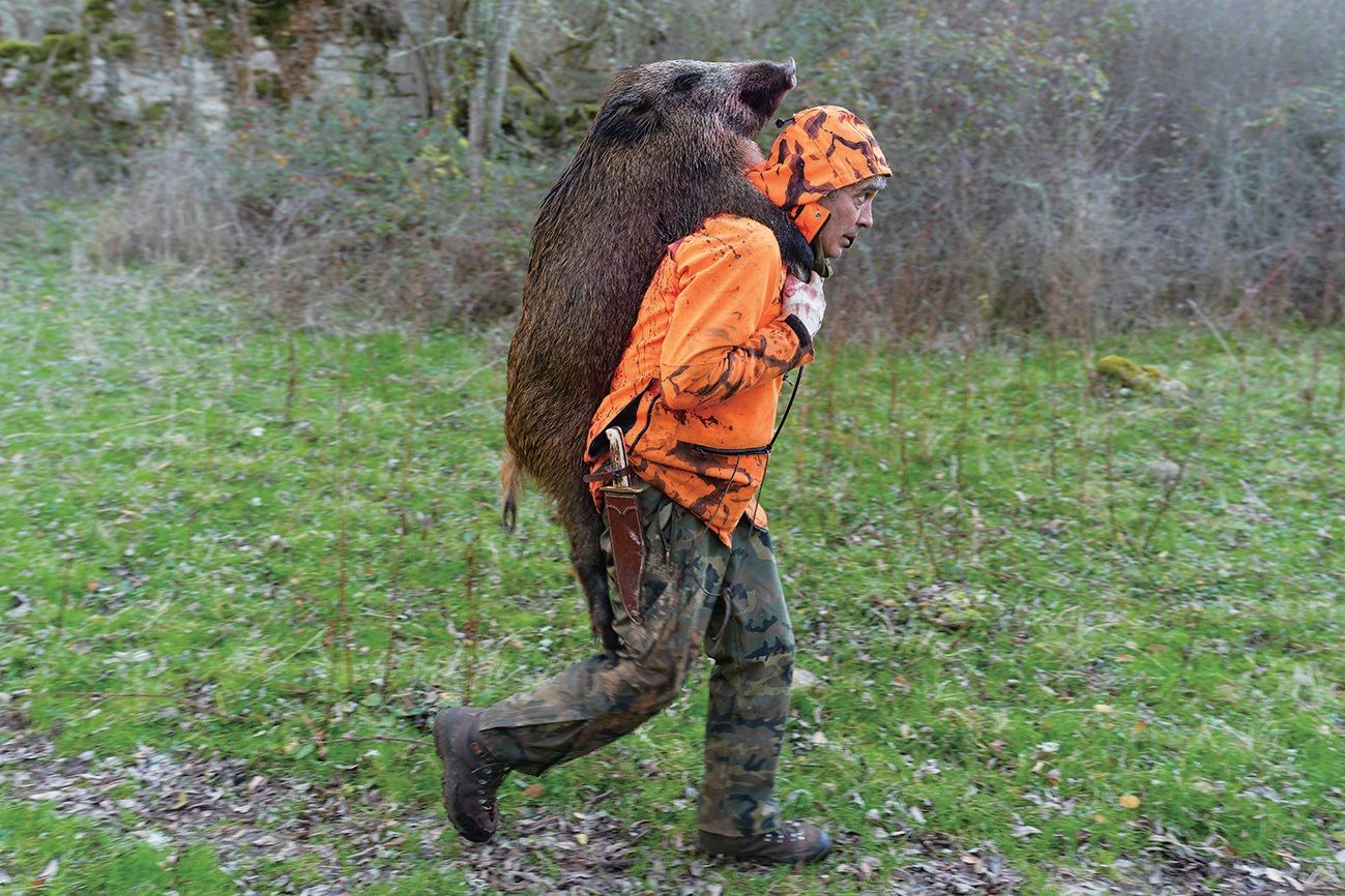 防范猪瘟 西班牙突击狩猎野猪